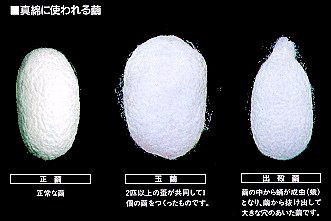 真綿に使われる繭