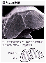 繭糸の横断面