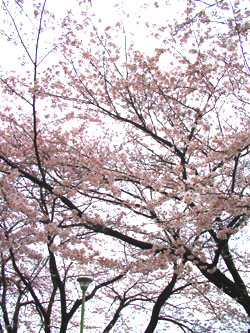 東戸塚の桜